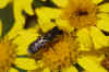 Heriades truncorum.Subfamily leafcutter bees(Megachilinae). Family Megachilidae.