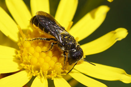 Heriades truncorum.Subfamily leafcutter bees(Megachilinae). Family Megachilidae.