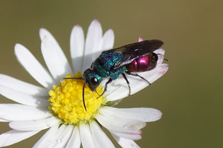 Holopyga-generosa Family Chrysididae.