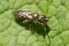 Lasioglossum spec. Family Halicidae. There are some very similar species: Lasioglossum leucopus, Lasioglossum morio and Lasioglossum nitidulum. 