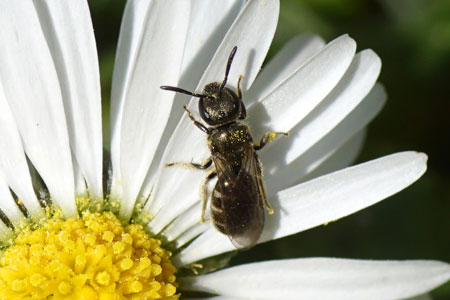 Lasioglossum morio. Female. Subgenus Dialictus. Family Halicidae.