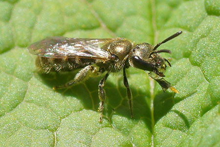 Lasioglossum spec. Family Halicidae. There are some very similar species: Lasioglossum leucopus, Lasioglossum morio and Lasioglossum nitidulum. 