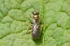 Lasioglossum spec. Family Halicidae. There are some very similar species: Lasioglossum leucopus, Lasioglossum morio and Lasioglossum nitidulum. 