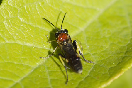 Macrophya teutona. Subfamily Tenthredininae. Family Common sawflies (Tenthredinidae).