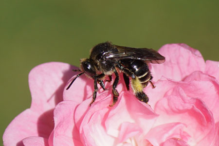 Macropis europaea. Female. Subfamily Macropidinae. Family Megachilidae. 