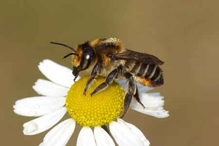 Coast leaf-cutter (Megachile maritima). Subfamily leafcutter bees (Megachilinae). Family Megachilidae.  Female.