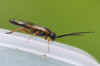 Nematus lucidus.  Subfamily Nematinae. Family Common sawflies (Tenthredinidae).