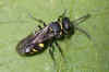 Nysson spec. Family: Crabronidae.