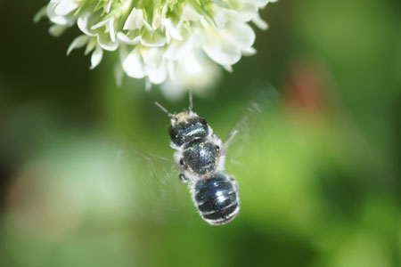 Blue mason bee (Osmia caerulescens). Female.  Genus Osima. Subfamily leafcutter bees (Megachilinae). Family Megachilidae. 