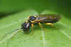 Pamphilius balteatus. Familie Spinselbladwespen (Pamphiliidae).