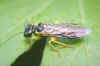 Pamphilius balteatus. Familie Spinselbladwespen (Pamphiliidae).