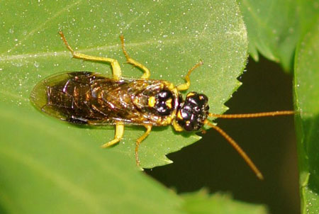 Pamphilius sylvaticus.Family Pamphiliidae.