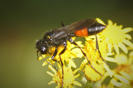 Podalonia hirsuta. Family Sphecidae.