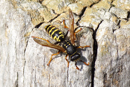 European paper wasp (Polistes dominula). Subfamily Polistinae). Family Social Wasps (Vespidae).