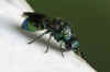 Pseudomalus violaceus. Family Chrysididae. 