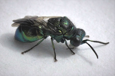 Pseudomalus violaceus. Family Chrysididae. 