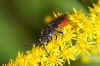 Sphecodes albilabris. Family Halictidae