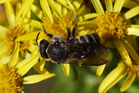 Stelis punctulatissima. Subfamily leafcutter bees (Megachilinae). Family Megachilidae. 