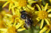 Stelis punctulatissima. Subfamily leafcutter bees (Megachilinae). Family Megachilidae. 