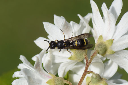 Symmorphus spec. Subfamily Potter wasps, mason wasps (Eumeninae). Family Social Wasps (Vespidae).