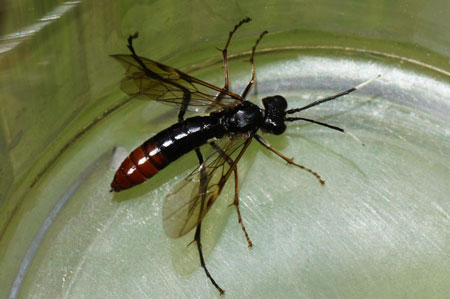 Tenthredo livida. Subfamily Tenthredininae. Family Common sawflies (Tenthredinidae).