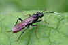 Tenthredo livida. Subfamily Tenthredininae. Family Common sawflies (Tenthredinidae).