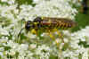 Tenthredo notha. Subfamily Tenthredininae. Family Common sawflies (Tenthredinidae).