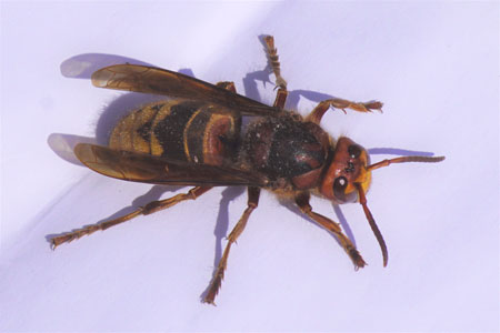 European hornet(Vespa crabro). Family Social Wasps (Vespidae).