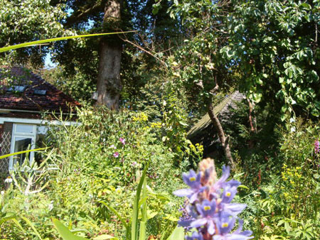 garden