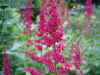 Astilbes. Steenbreekfamilie (Saxifragaceae).