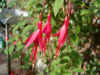 Bellenplant (Fuchsia magellanica 'Riccartonii'). Teunisbloemfamilie (Onagraceae).