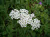 Duizendblad Gewoon (Achillea millefolium). Composietenfamilie (Asteraceae of Compositae).