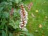 Duizendknoop (Polygonum affine). Duizendknoopfamilie (Polygonaceae).