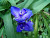 Eendagsbloem (Tradescantia). Familie Commelinaceae.