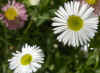 Mexicaans madeliefje (Erigeron karvinskianus 'profusion'). Composietenfamilie (Compositae of Asteraceae). 