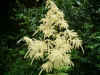 Geitebaard (Aruncus dioicus). Rozenfamilie (Rosaceae).