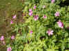 Geranium endressii. Ooievaarsbekfamilie (Geraniaceae). 