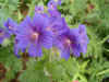 Geranium magnificum. Ooievaarsbekfamilie (Geraniaceae). 