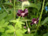 Geranium phaeum. Ooievaarsbekfamilie (Geraniaceae). 