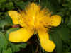 Hertshooi (Hypericum calycinum). Hertshooifamilie (Hypericaceae). 