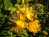 Hypericum elite 'Orange Wave' Family Hypericaceae.