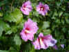 Hibiscus. (Hibiscus syriacus)