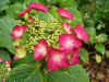 Hortensia (Hydrangea macrophylla 'Rotkehlchen') Family Hydrangeaceae.