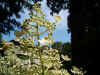 Hortensia, Hydrangea (Hydrangea paniculata 'Kyushu'). Family Hydrangeaceae.