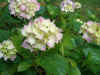 Hortensia Macrophylla.