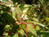 Houttuynia Bonte. Familie Saururaceae.