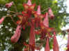 Kaapse fuchsia (Phygelius capensis). Familie helmkruidachtigen (Scrophulariaceae). 