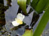 Krabbescheer (Stratiotes aloides). Waterkaardefamilie (Hydrocharitaceae).