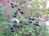 Privet (Ligustrum) black fruit