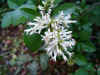 Privet (Ligustrum)